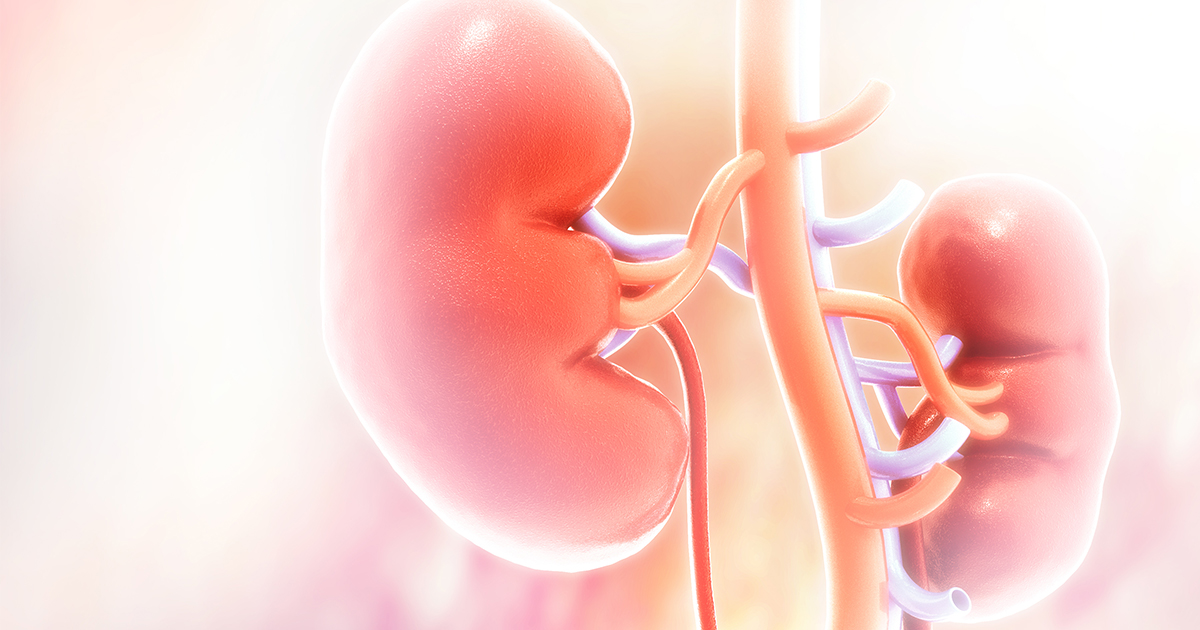 How Kidney Supplements Support and Protect Kidney Health