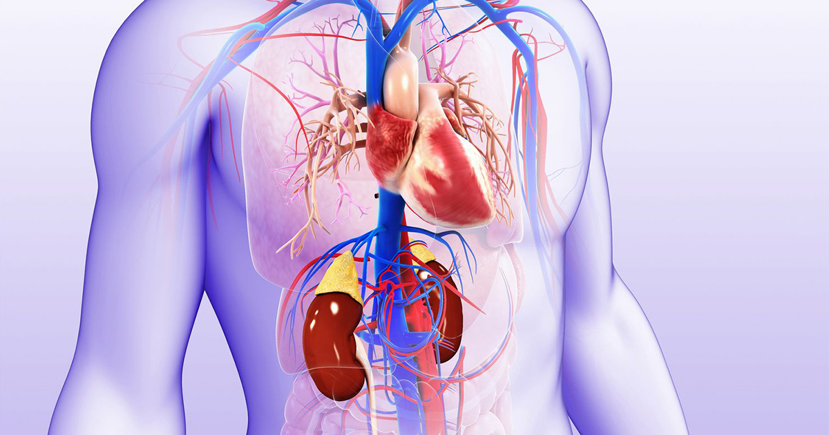 Take Charge of Your Health: Strategies for Kidney-Heart-Blood Wellness