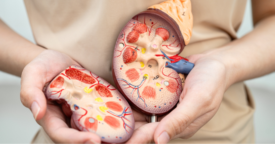 Why Healthy Kidneys Are the Key to Longevity